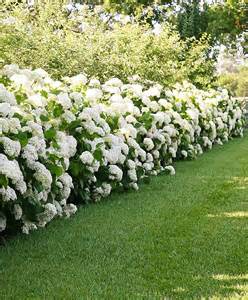 Hydrangea 'Annabelle'
